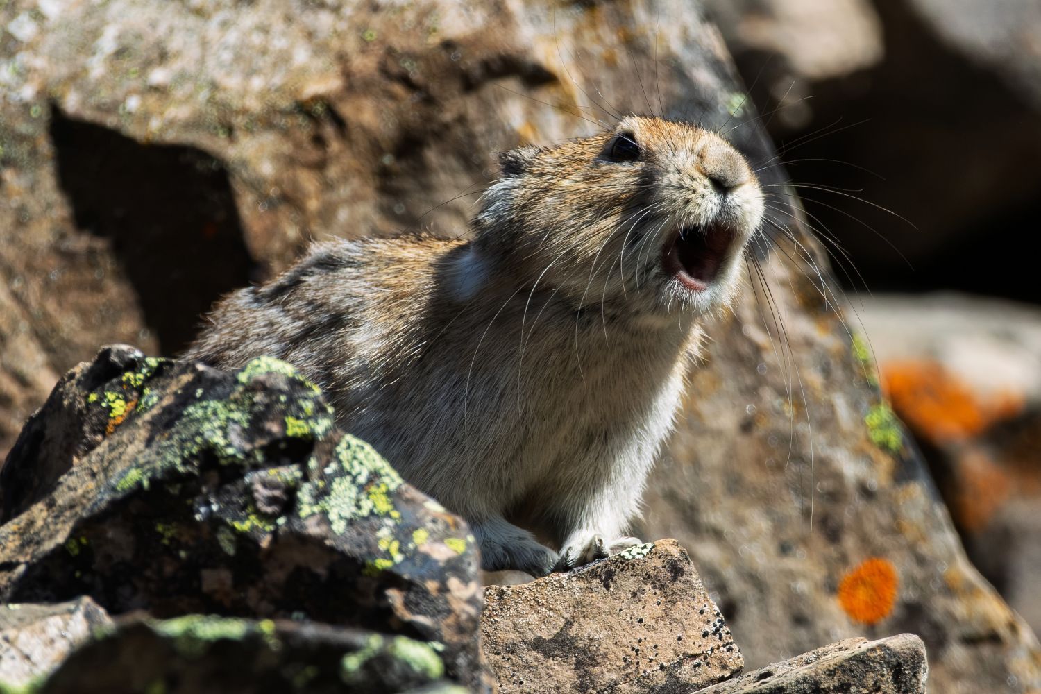 pika 2